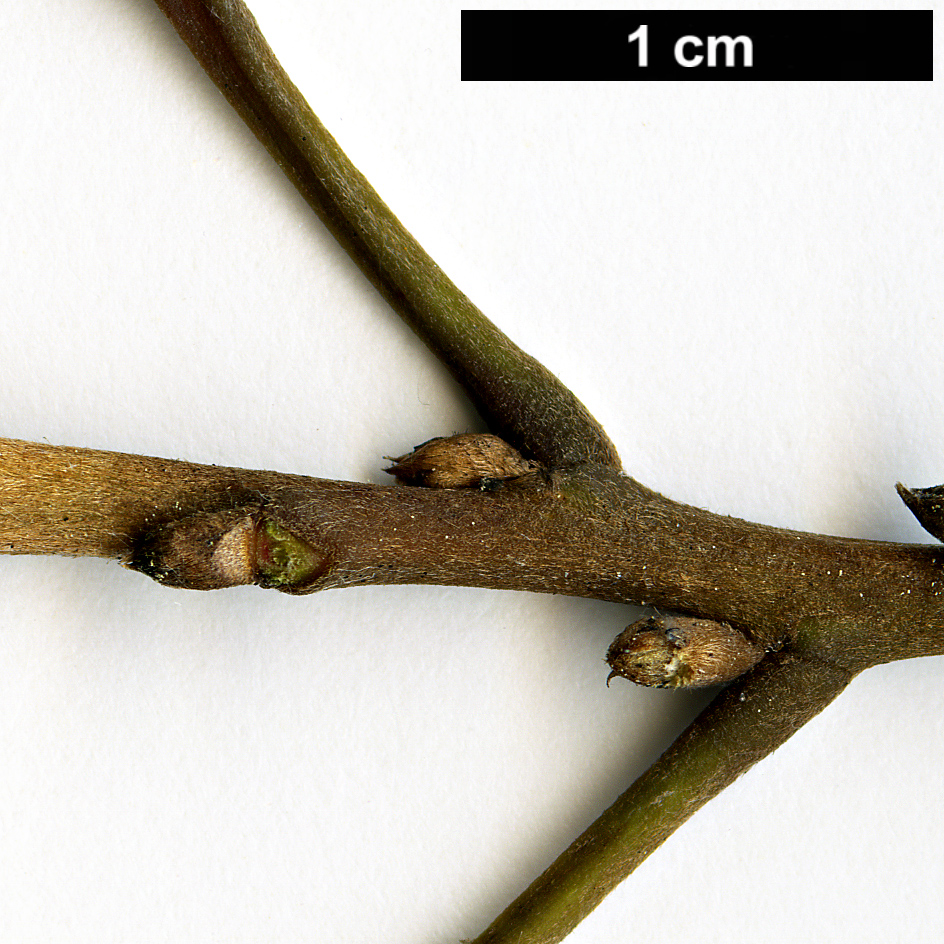 High resolution image: Family: Elaeocarpaceae - Genus: Elaeocarpus - Taxon: dentatus